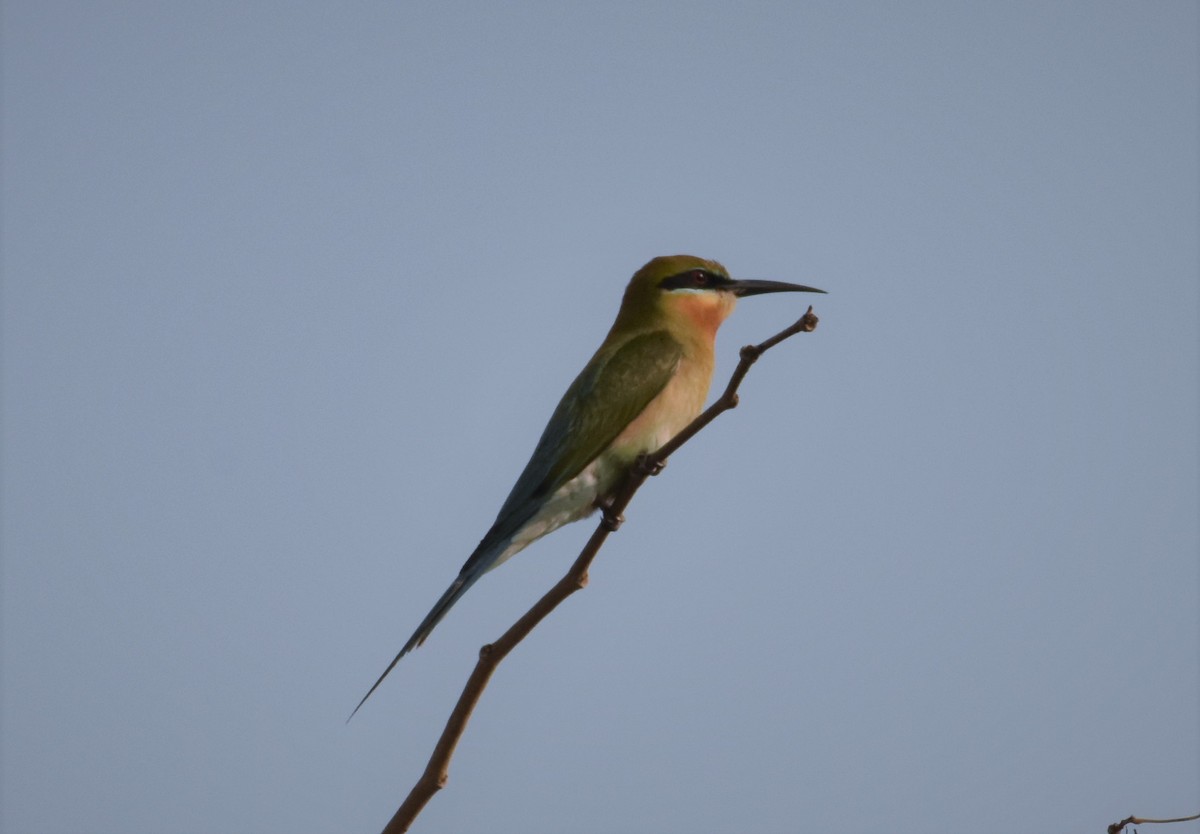 Blue-tailed Bee-eater - ML93813051