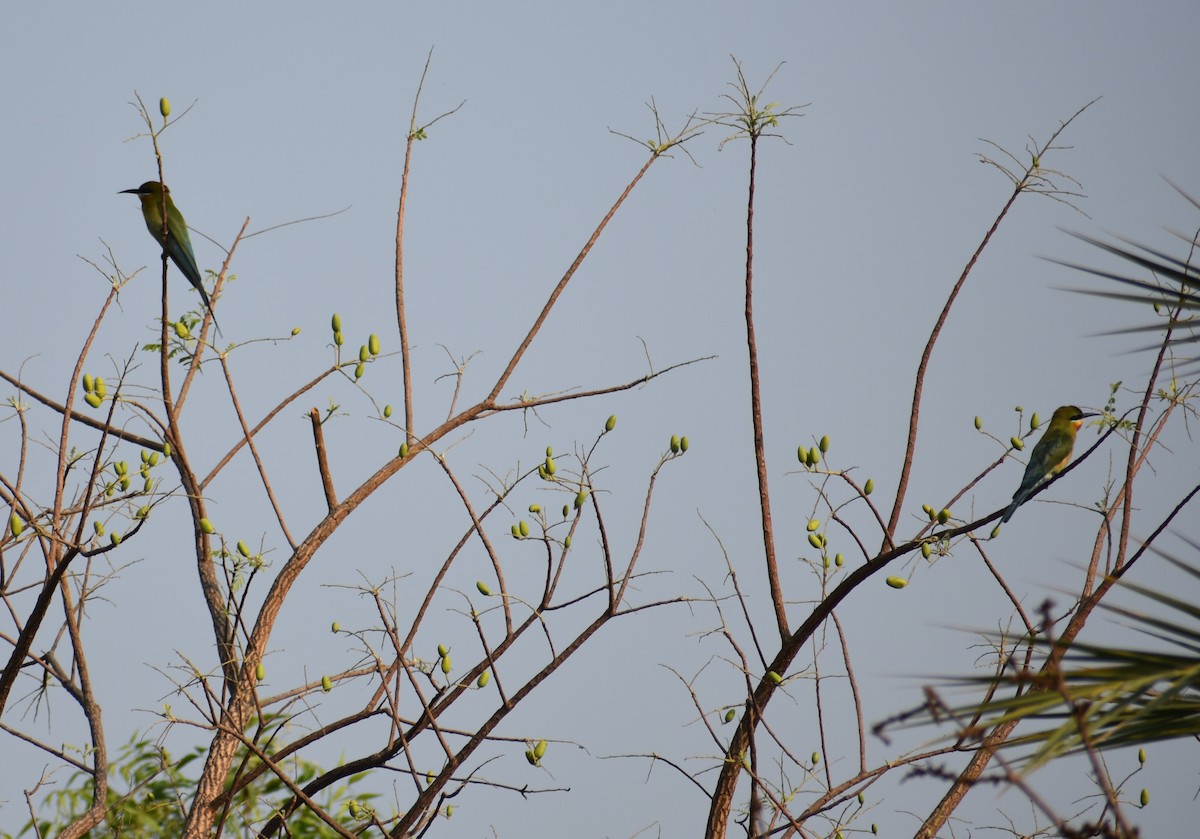 Blue-tailed Bee-eater - ML93813081