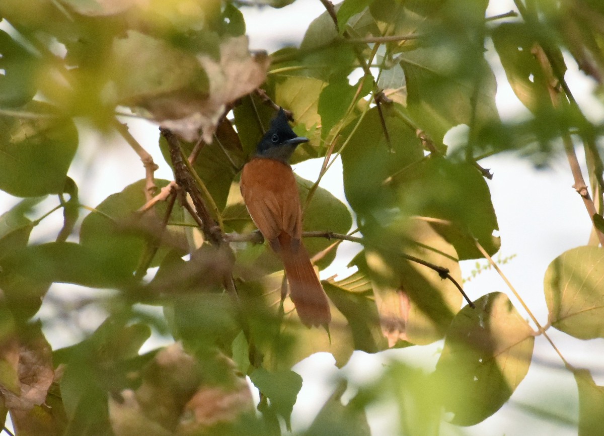 カワリサンコウチョウ - ML93813211