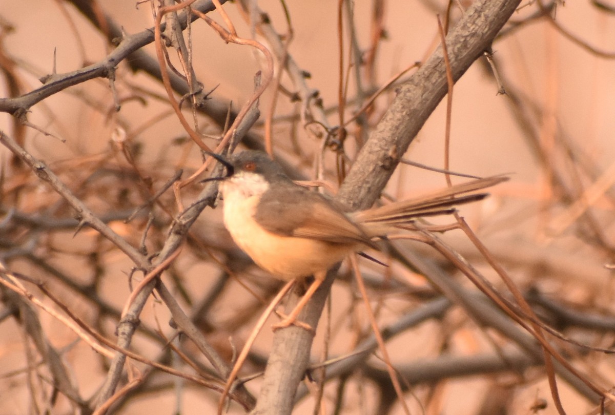 Prinia Cenicienta - ML93813231