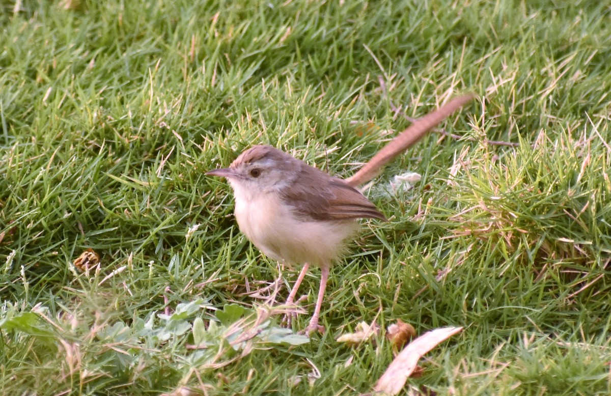 Plain Prinia - ML93813331