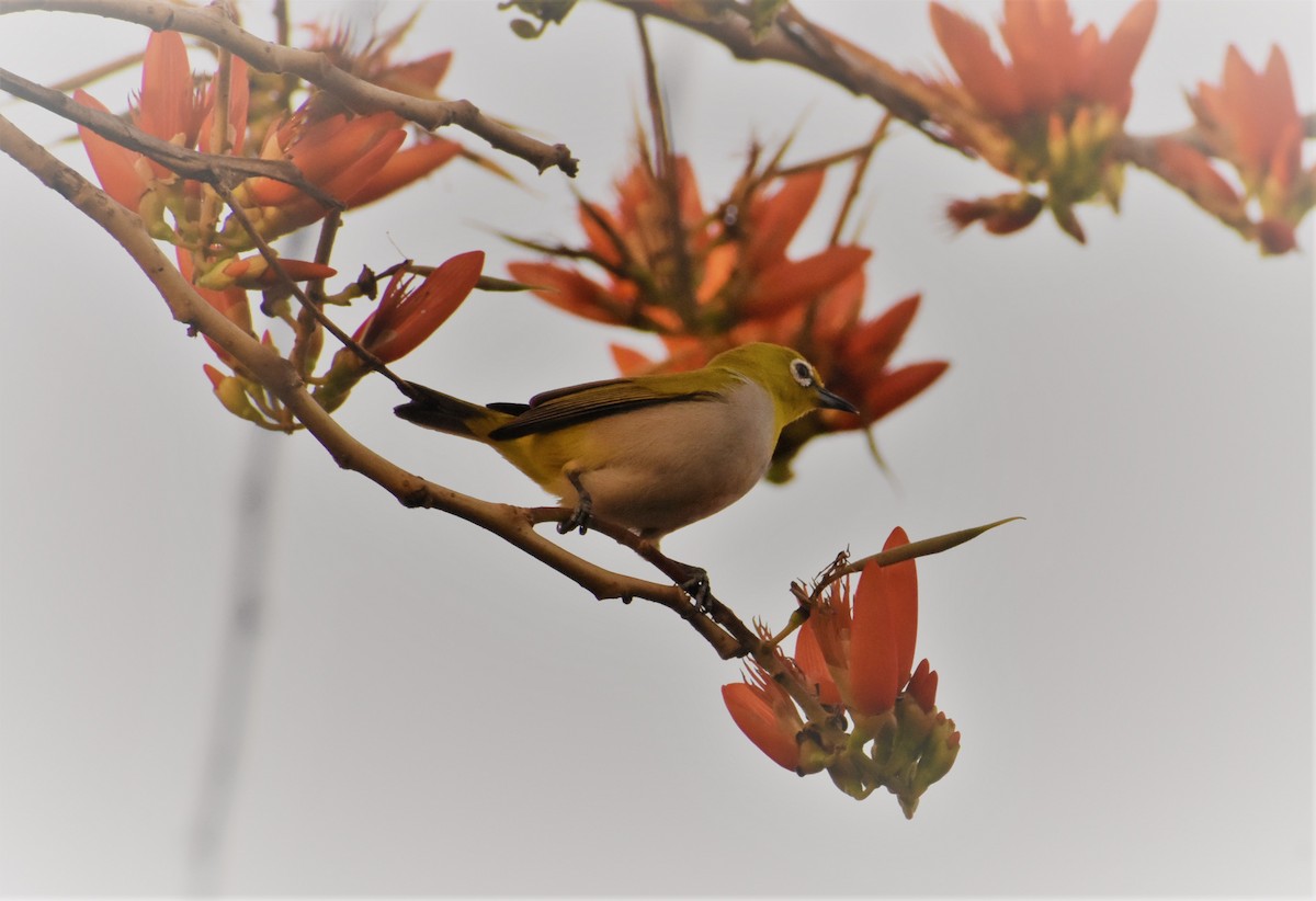 Indian White-eye - ML93813351