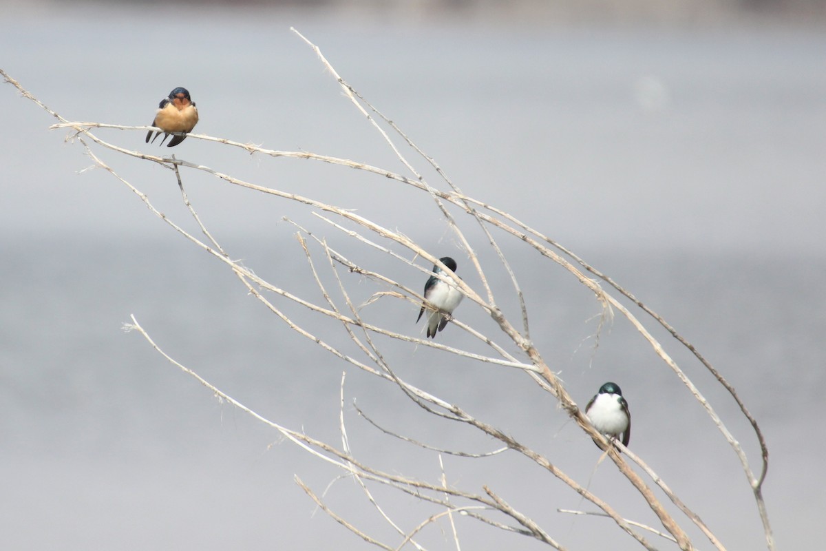 Barn Swallow - ML93814041