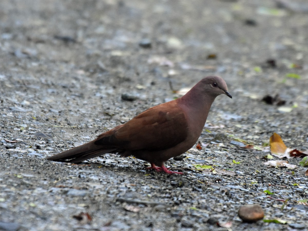 Ruddy Pigeon - Bob Zaremba