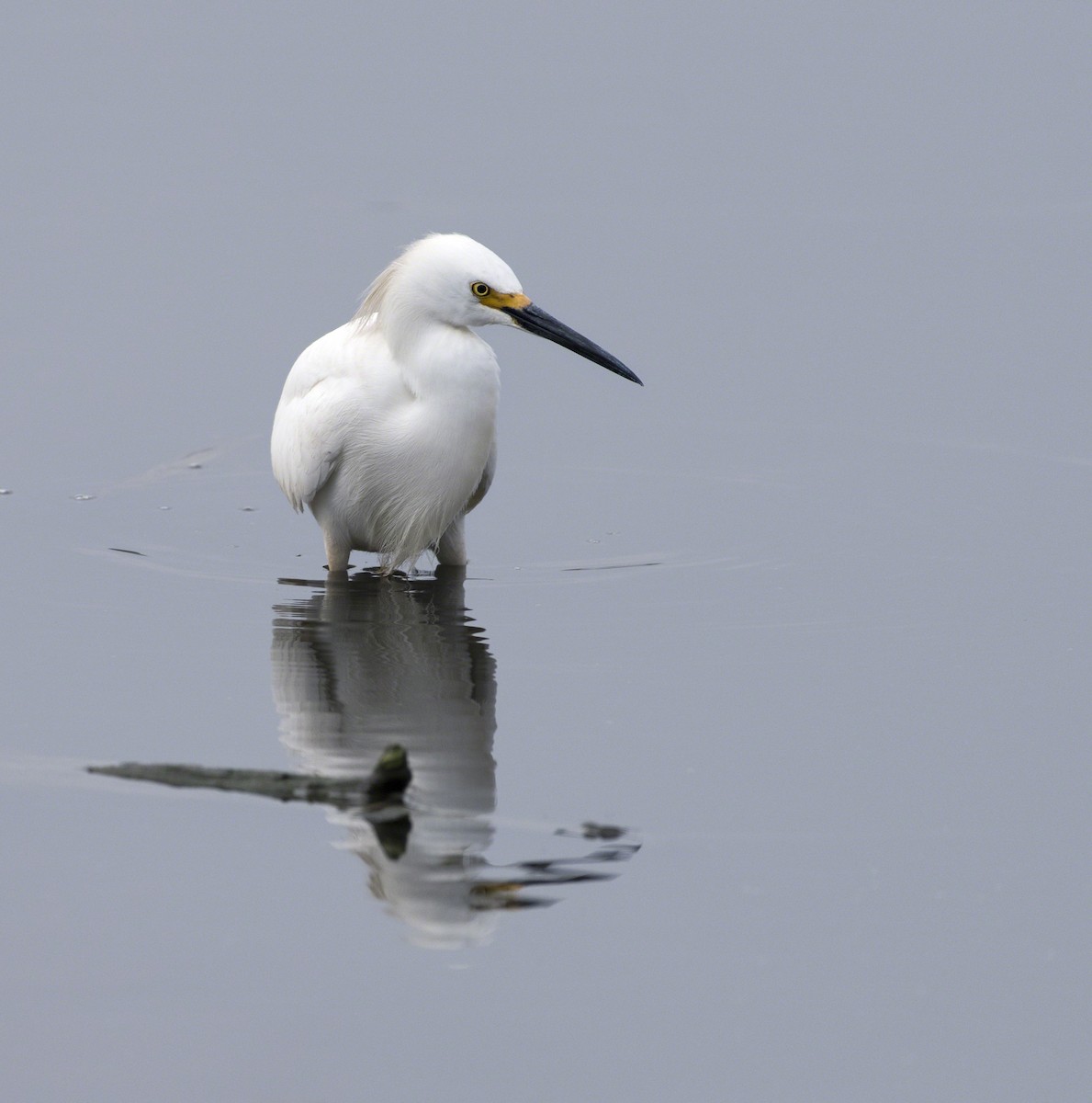 Snowy Egret - ML93815411