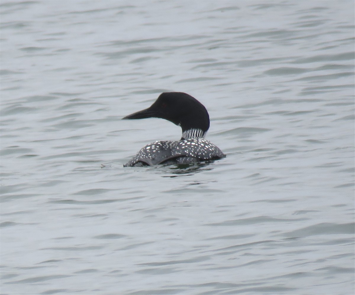 Common Loon - Jo-Ann Moore