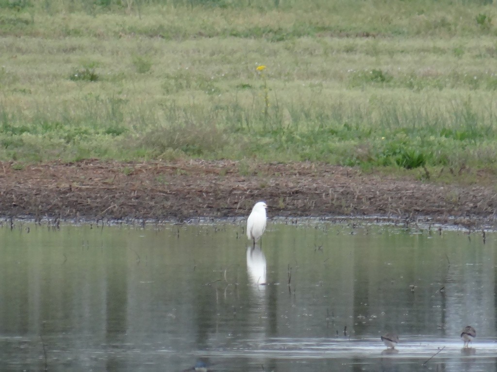Snowy Egret - ML93815541
