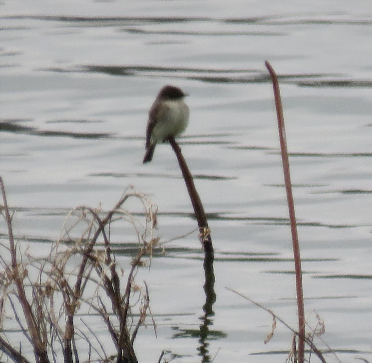 Eastern Phoebe - ML93815571