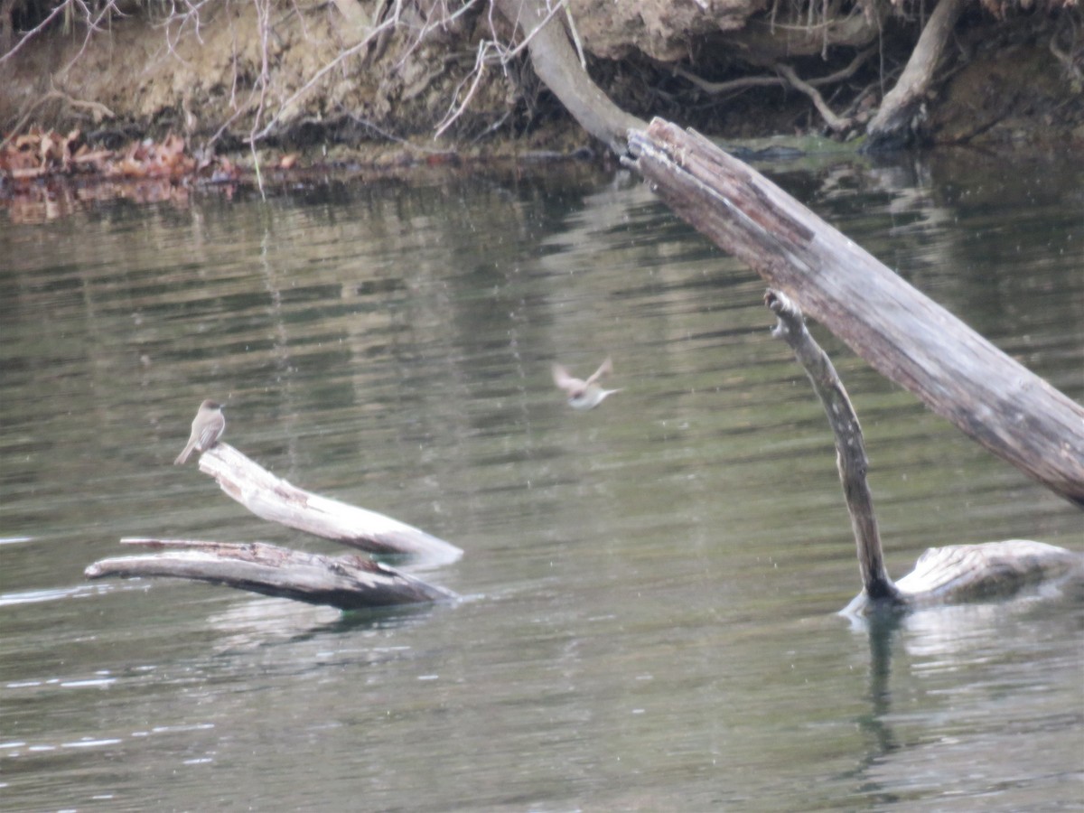 Eastern Phoebe - ML93815751