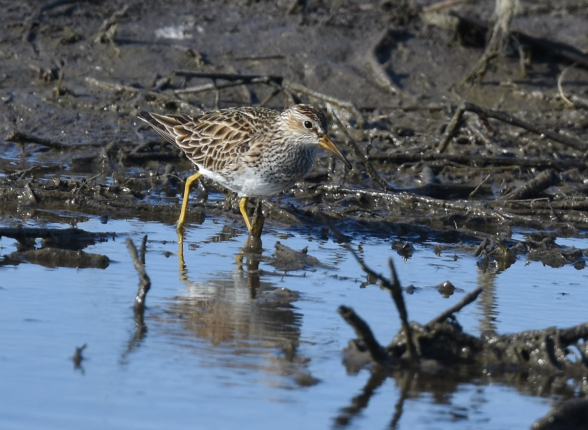 Pectoral Sandpiper - ML93816431