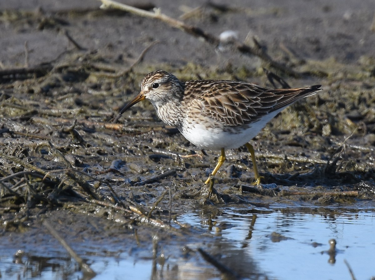 Pectoral Sandpiper - ML93816441
