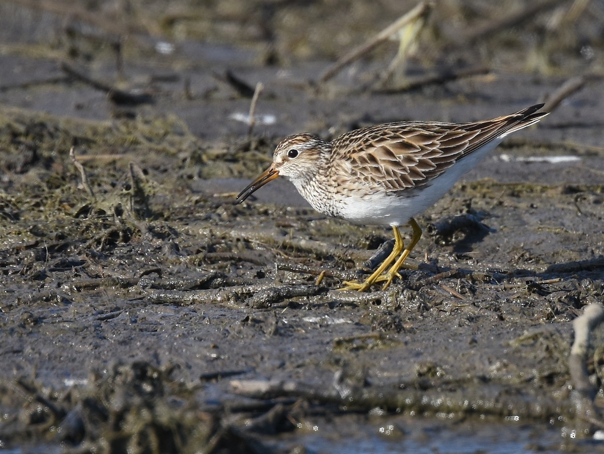 Pectoral Sandpiper - ML93816451
