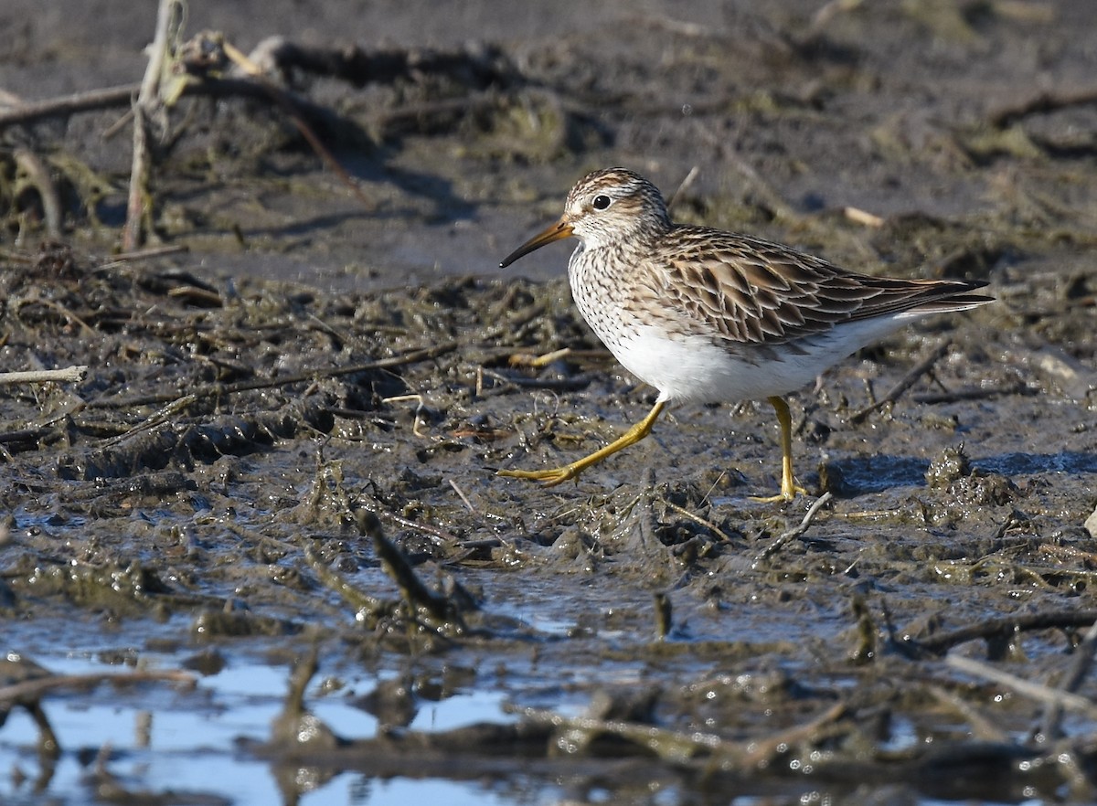 Pectoral Sandpiper - ML93816461