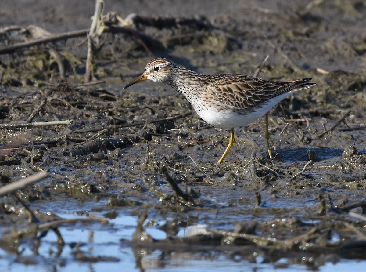 Pectoral Sandpiper - ML93816471