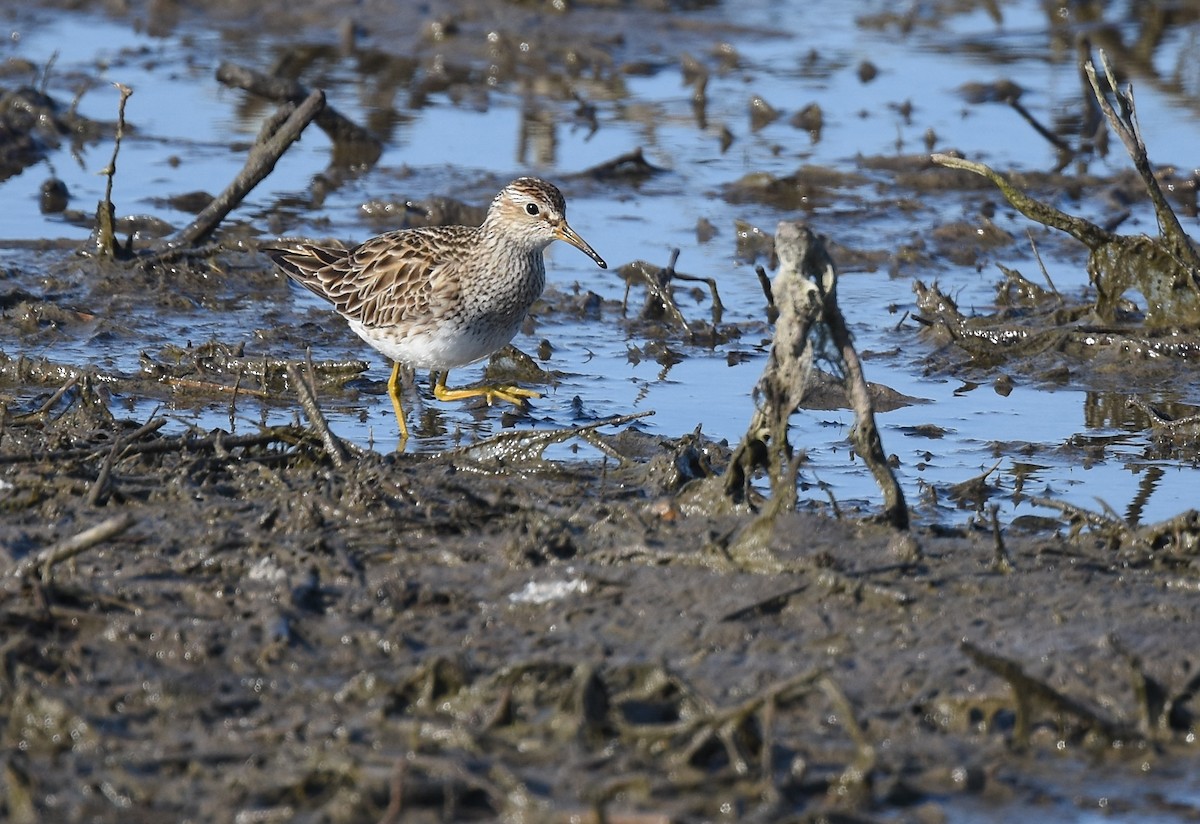 Pectoral Sandpiper - ML93816481