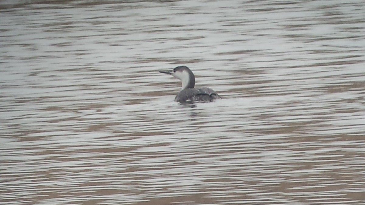 Red-throated Loon - ML93817381