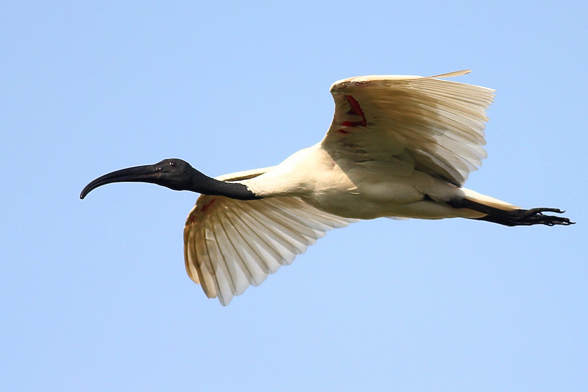Black-headed Ibis - Aravind AM