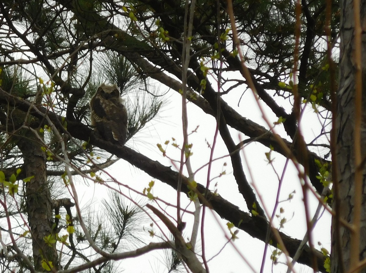 Great Horned Owl - ML93820961