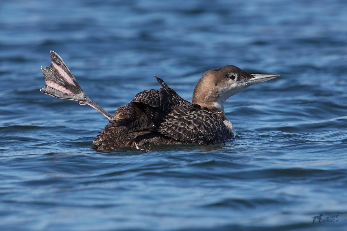 Common Loon - ML93822021