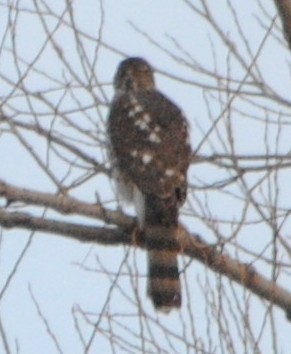 Cooper's Hawk - ML93822281