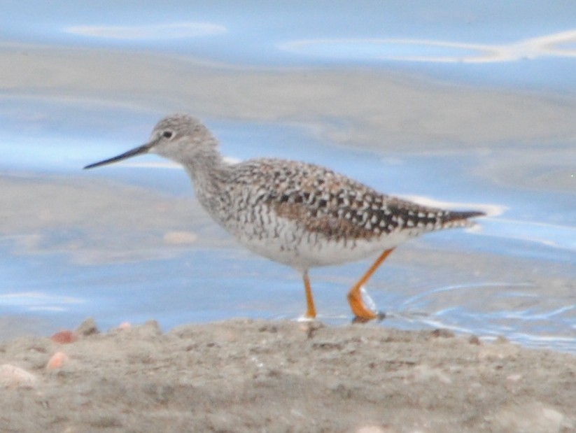 Greater Yellowlegs - ML93822301