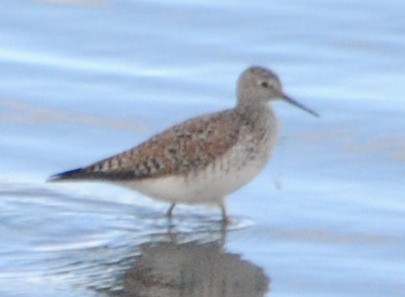 Lesser Yellowlegs - ML93822321