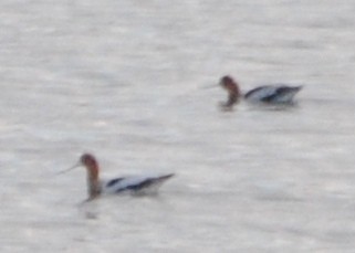 American Avocet - ML93822371