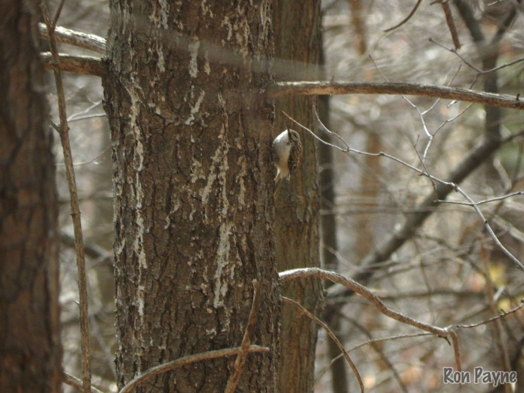 Brown Creeper - Ron Payne