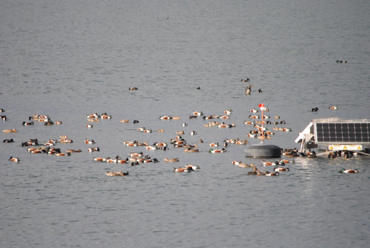 Northern Shoveler - ML93822641