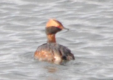 Horned Grebe - Joshua  Smith