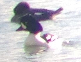 Barrow's Goldeneye - ML93823361