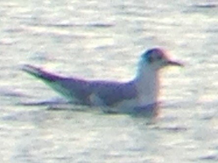 Bonaparte's Gull - ML93823421