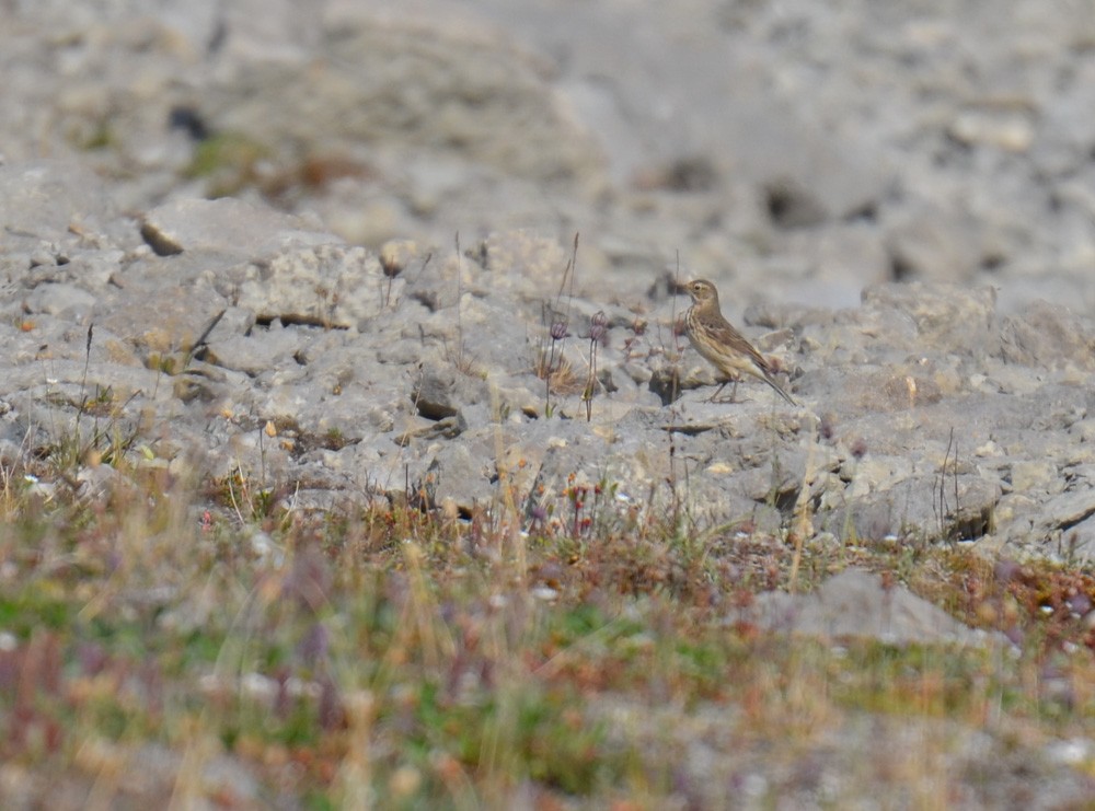 American Pipit - Mark Davidson