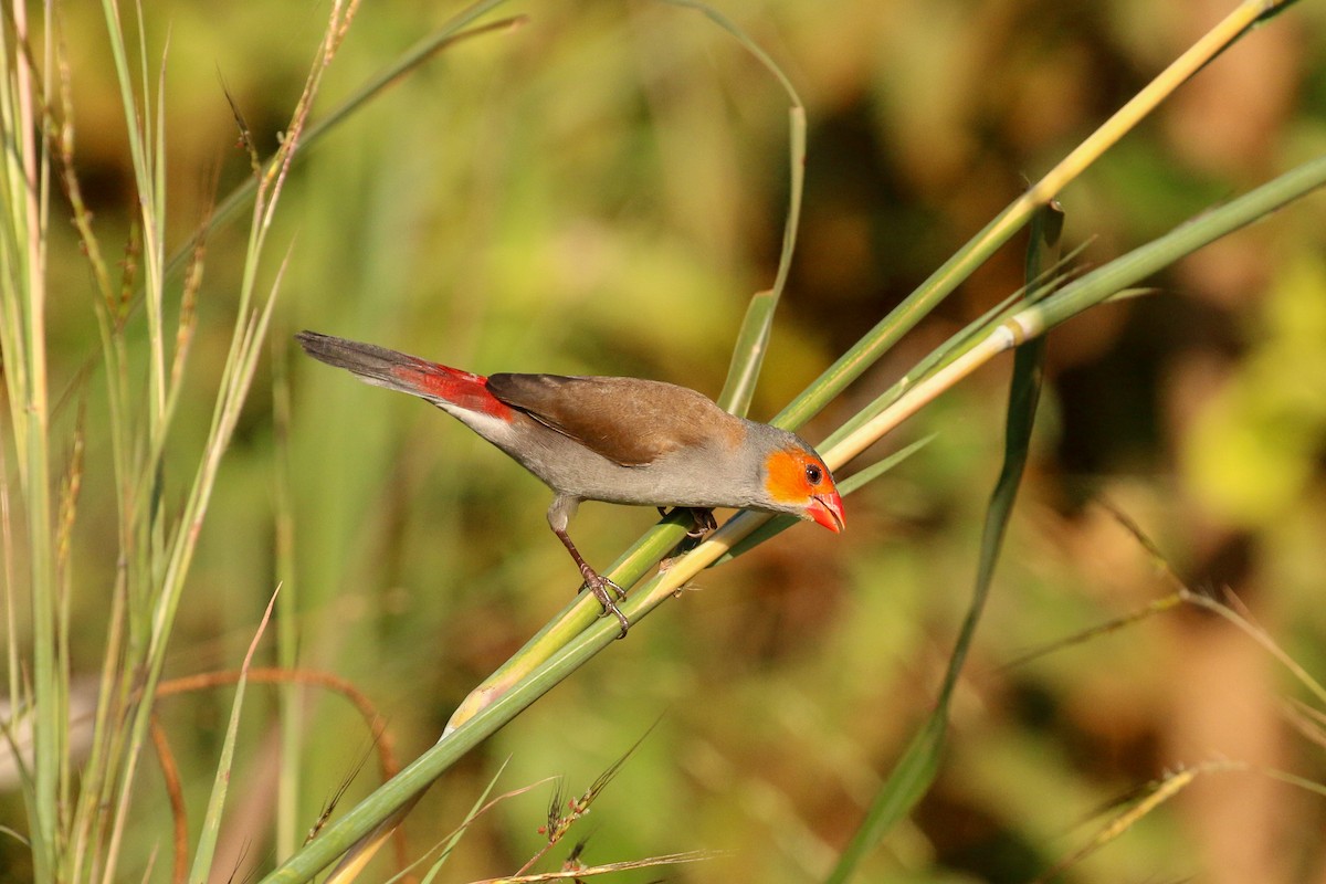 Orange-cheeked Waxbill - Tommy Pedersen