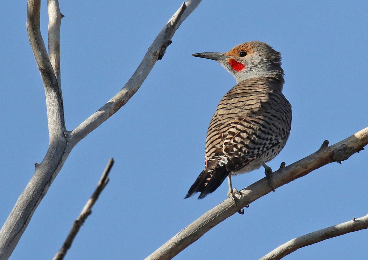 Northern Flicker - ML93824771