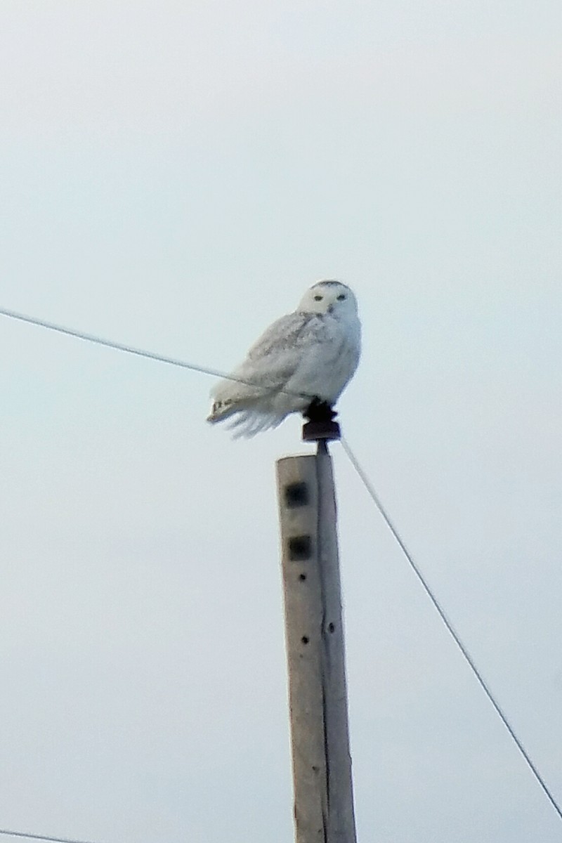 Harfang des neiges - ML93824791