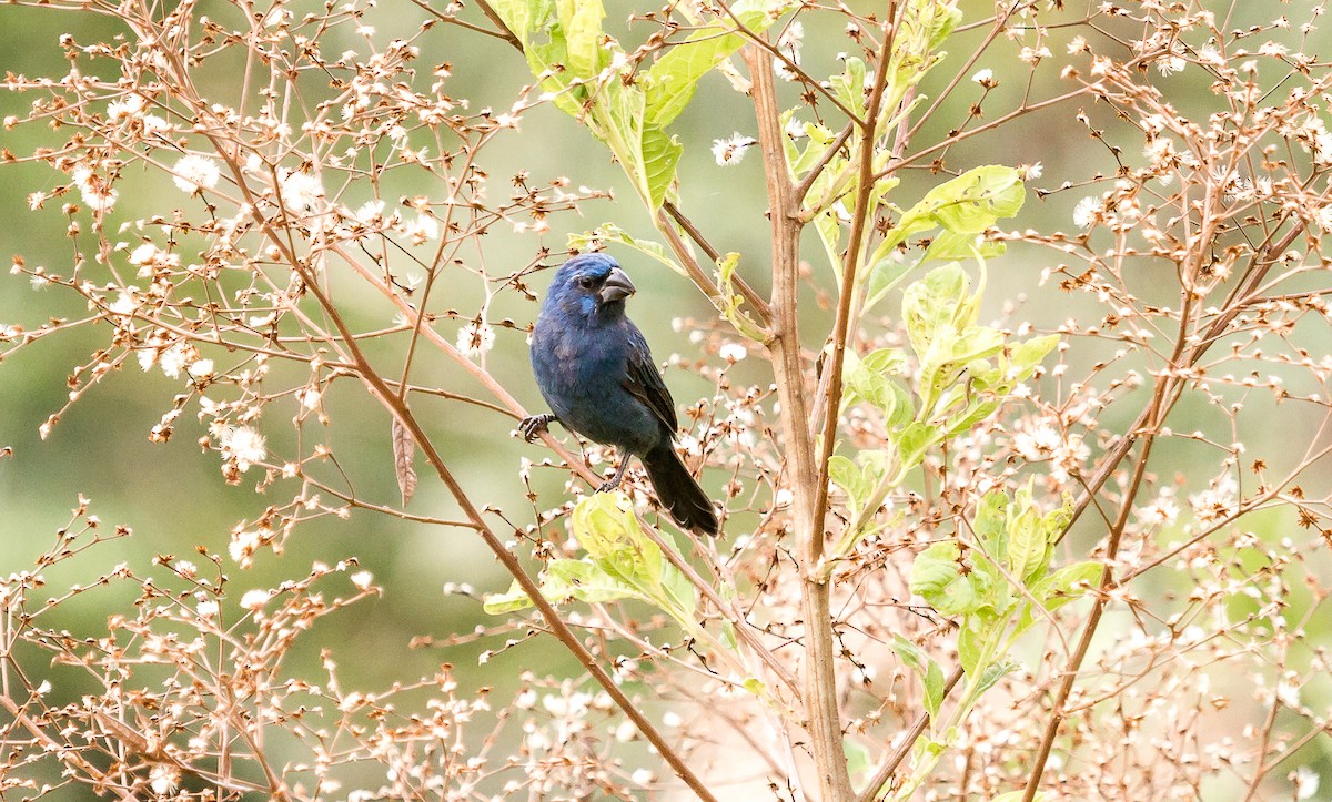 Ultramarine Grosbeak - ML93824931