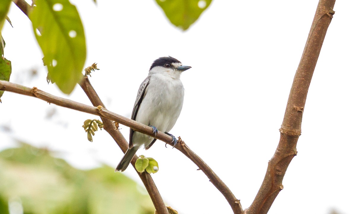 Cinereous Becard - David Monroy Rengifo