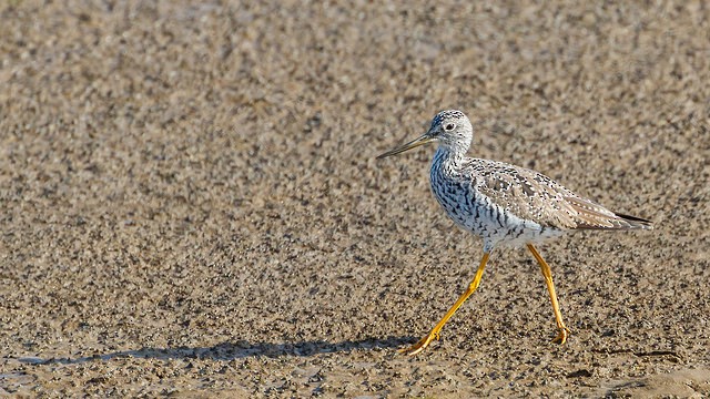 Lesser/Greater Yellowlegs - Allan Hack