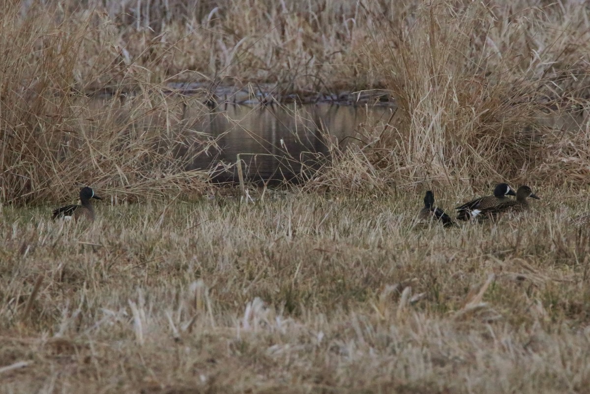 Blue-winged Teal - Sandy C