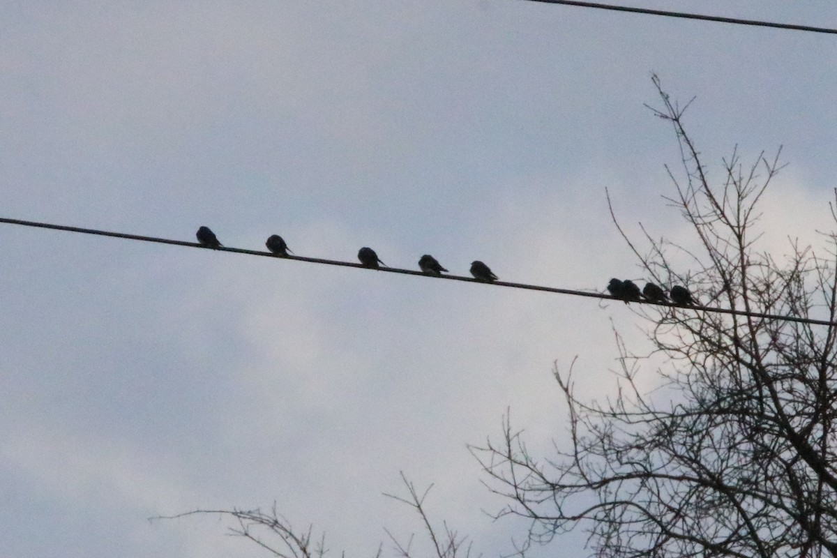 Tree Swallow - ML93827041