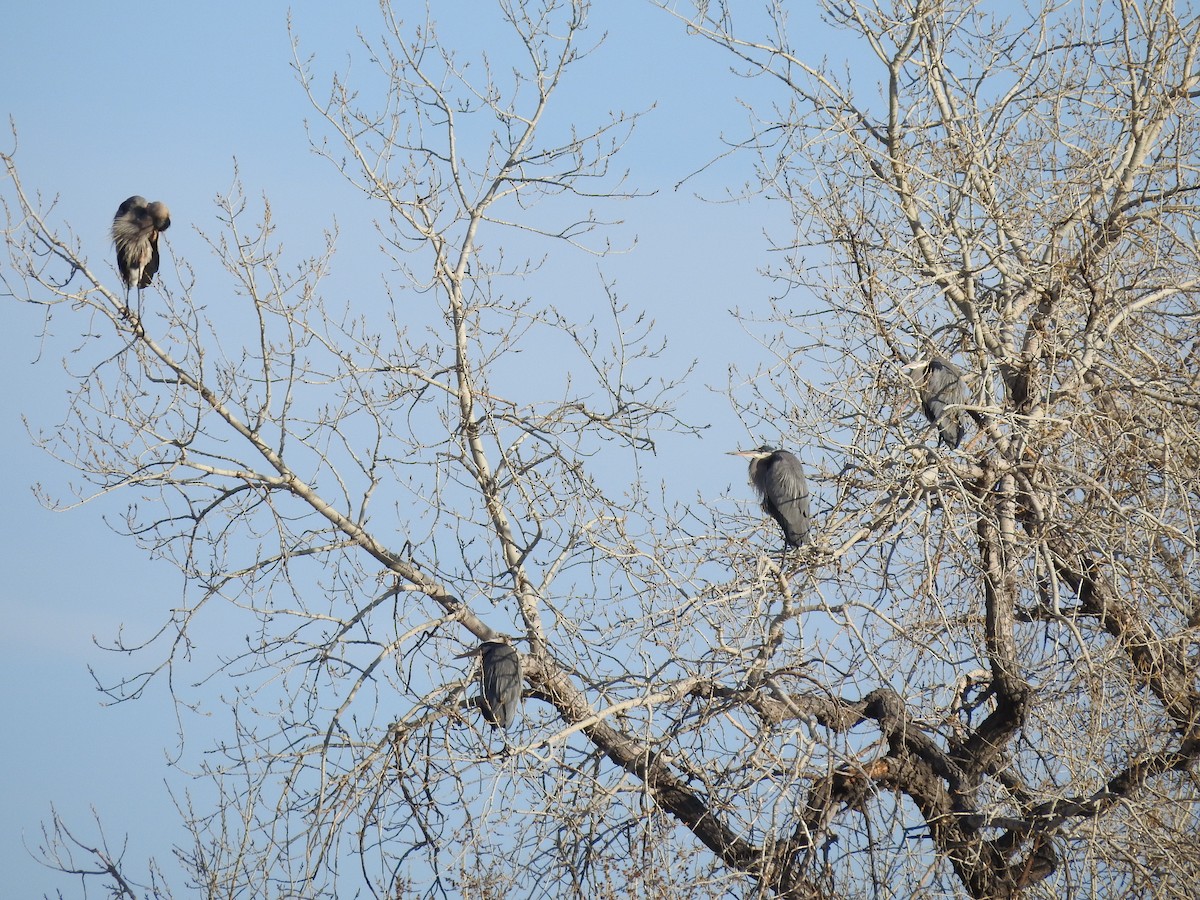 Great Blue Heron - ML93827481