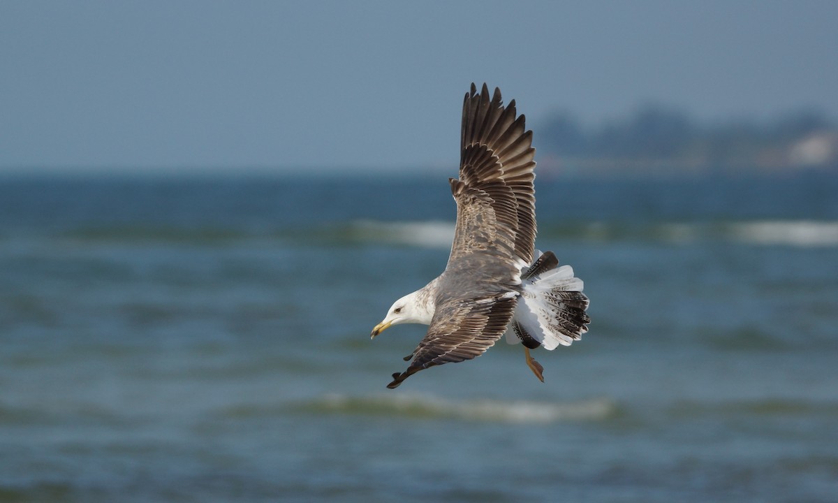 Lesser Black-backed Gull - Steve Percival