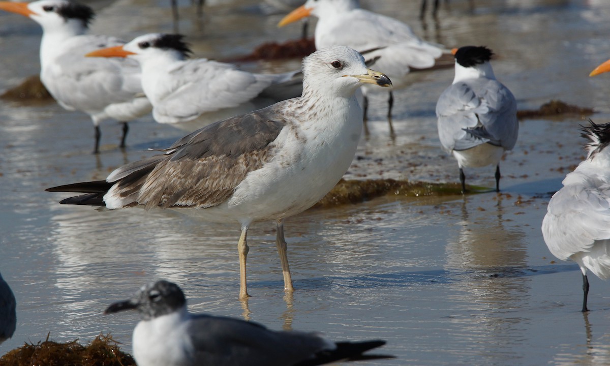 Lesser Black-backed Gull - ML93827681