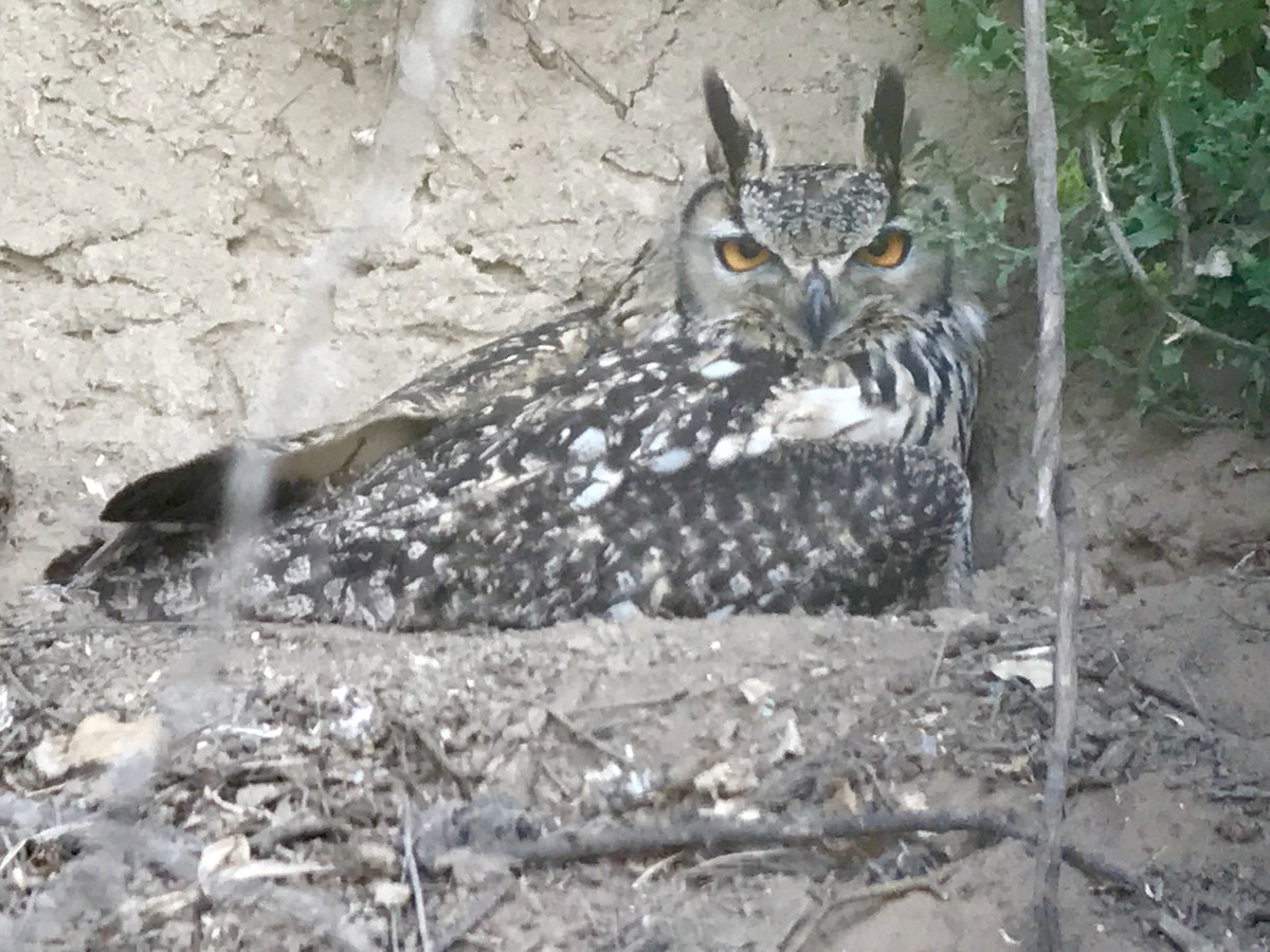 Rock Eagle-Owl - ML93828811