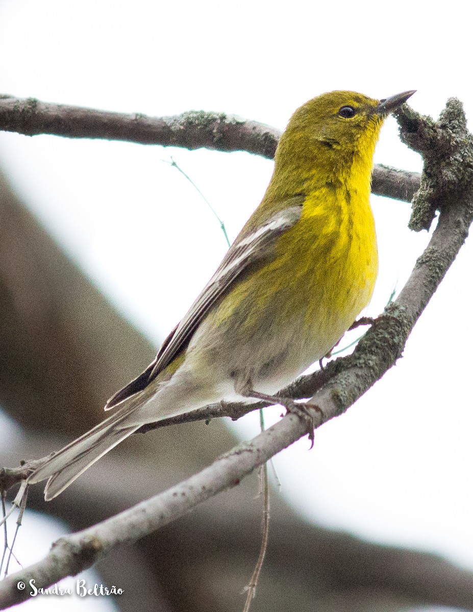 Pine Warbler - ML93829511