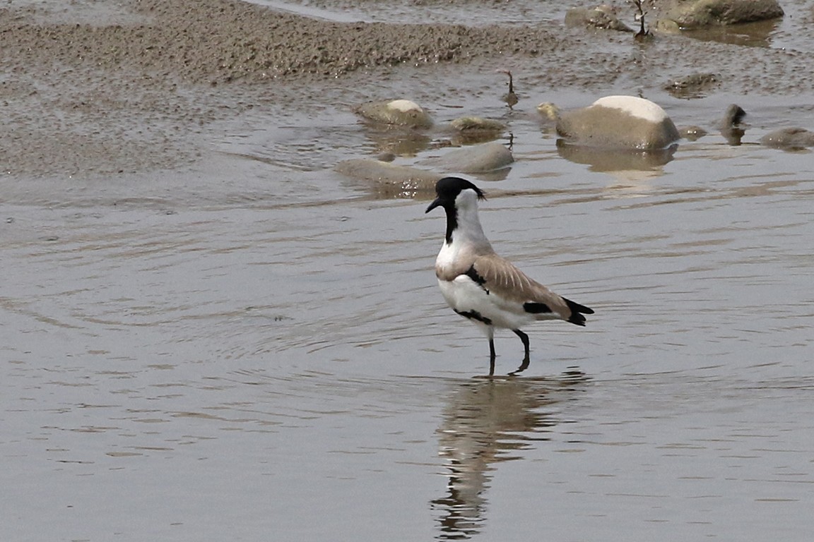 River Lapwing - ML93830481