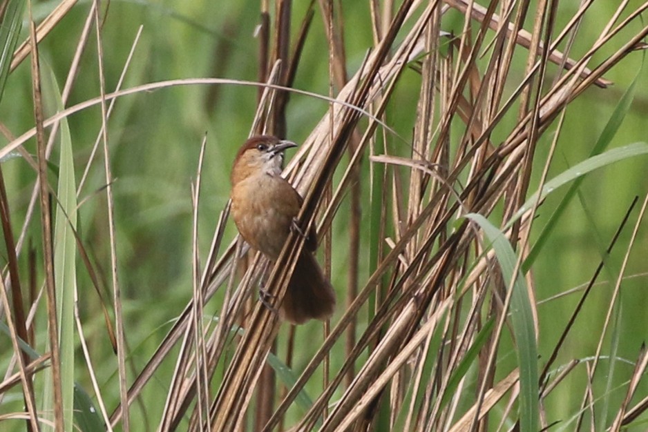 Slender-billed Babbler - ML93830571