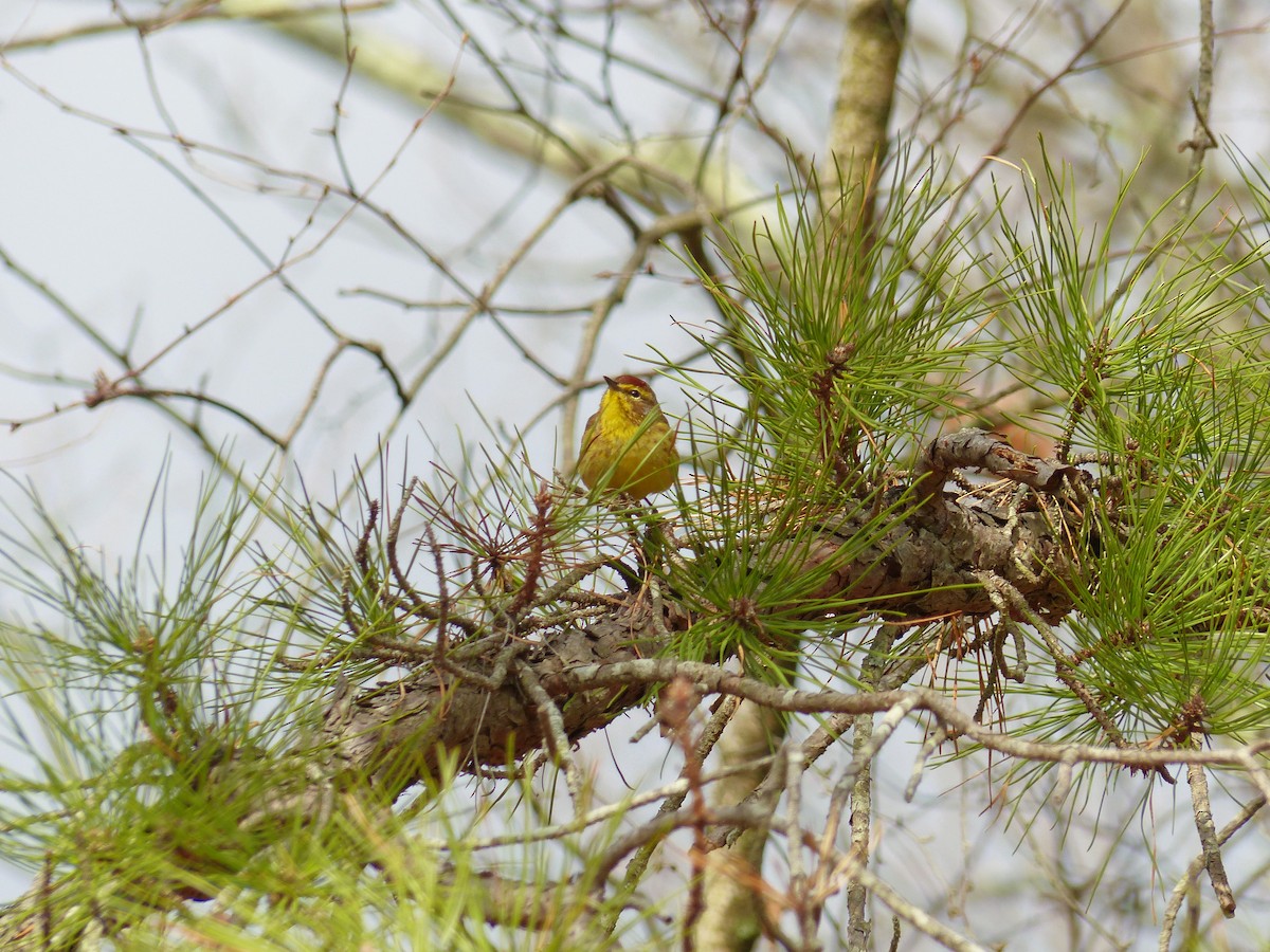 Palm Warbler - ML93834571