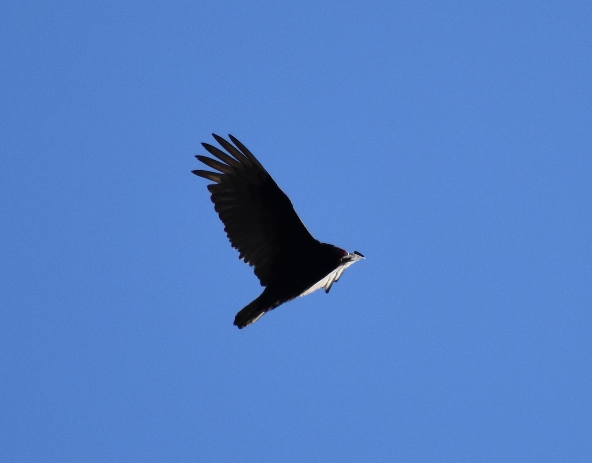 Turkey Vulture - ML93836651